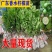 嫁接广东四季无籽香水柠檬树苗台湾柠檬树南北方种植当年结果