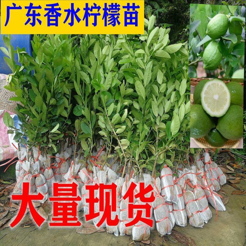 嫁接广东四季无籽香水柠檬树苗台湾柠檬树南北方种植当年结果