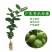 嫁接广东四季无籽香水柠檬树苗台湾柠檬树南北方种植当年结果
