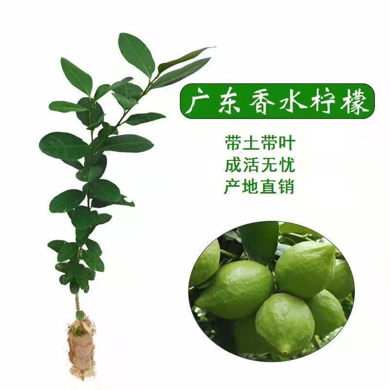嫁接广东四季无籽香水柠檬树苗台湾柠檬树南北方种植当年结果