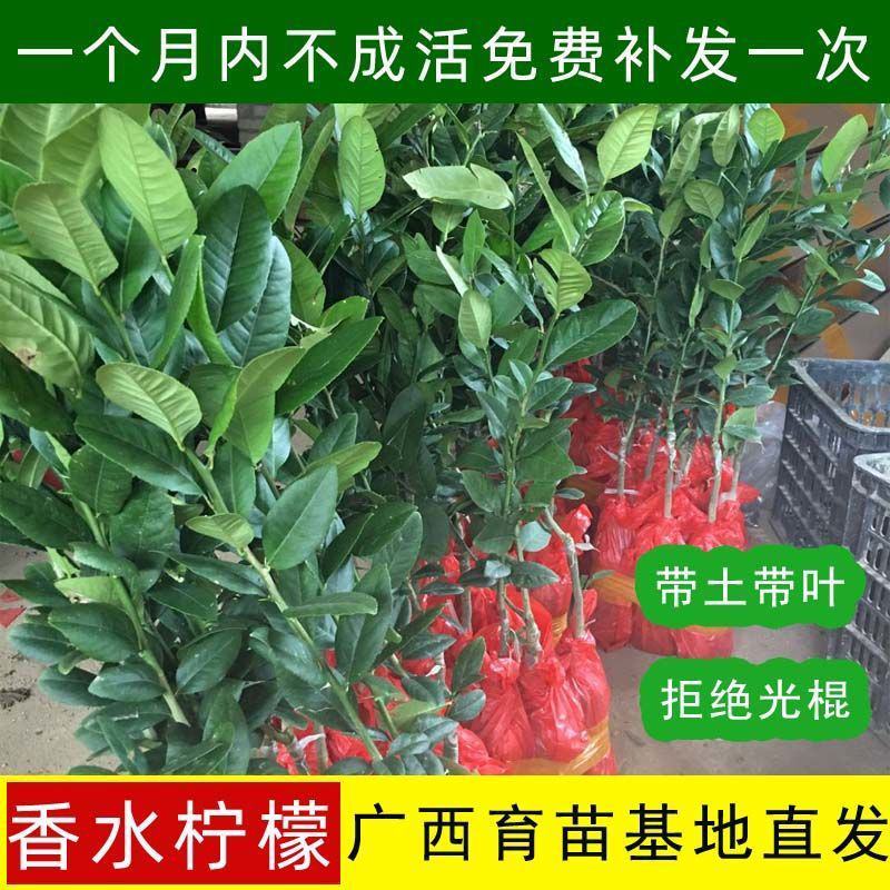 嫁接广东四季无籽香水柠檬树苗台湾柠檬树南北方种植当年结果
