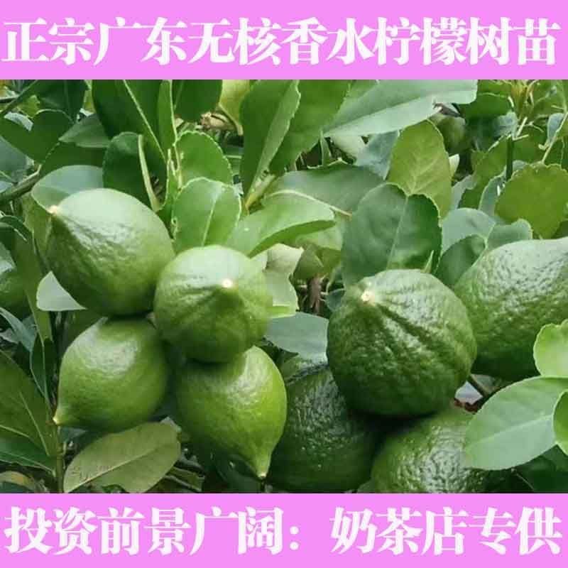 嫁接广东四季无籽香水柠檬树苗台湾柠檬树南北方种植当年结果