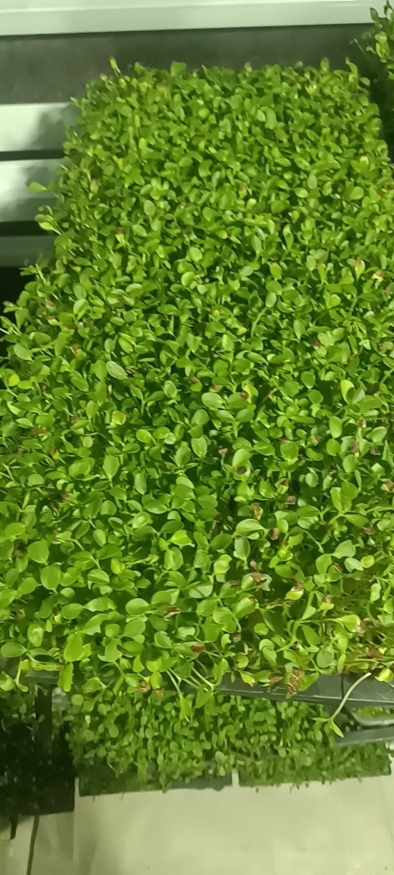 只喝水的活体蔬菜！！这个是香椿芽