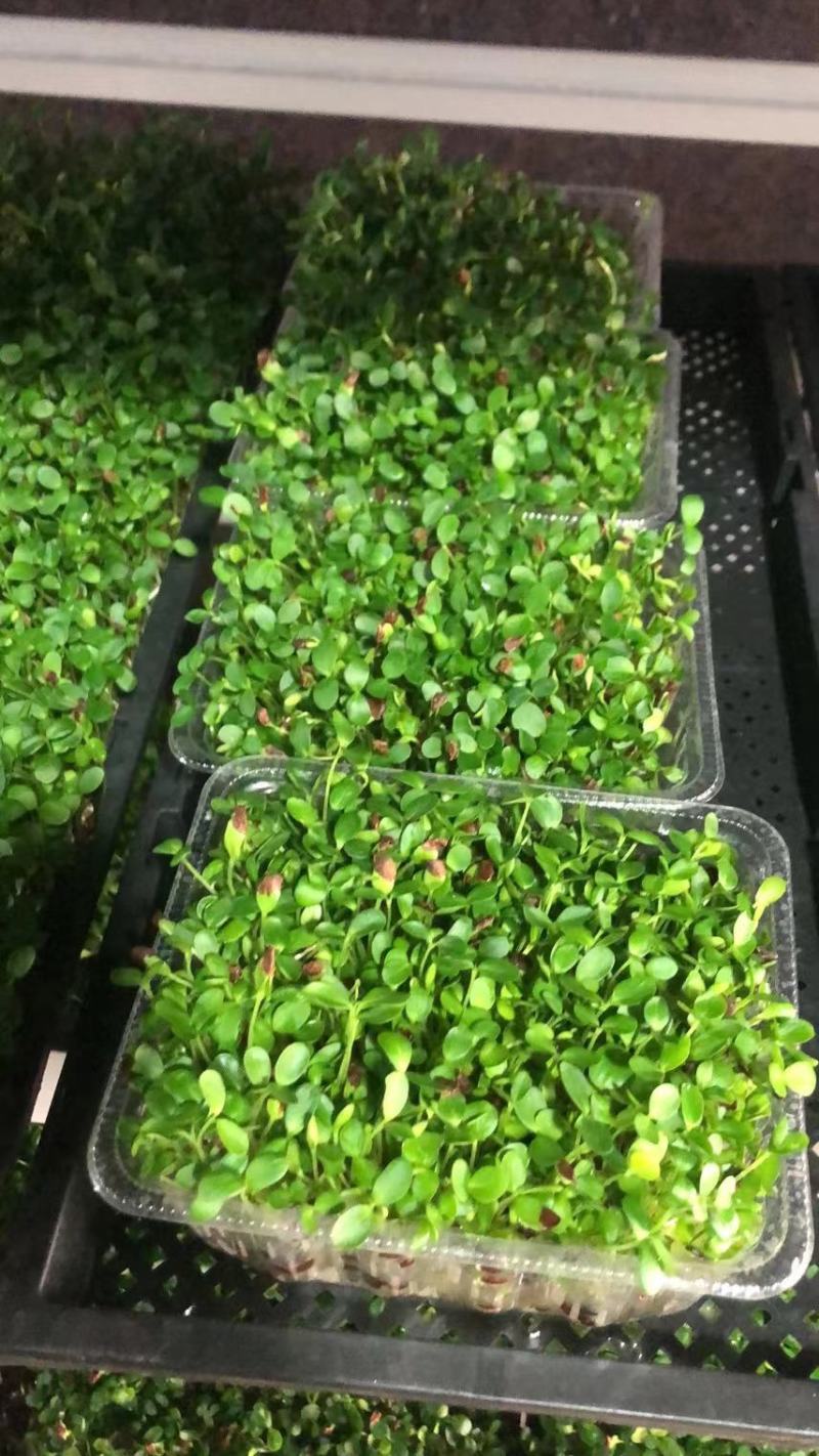 只喝水的活体蔬菜！！这个是香椿芽