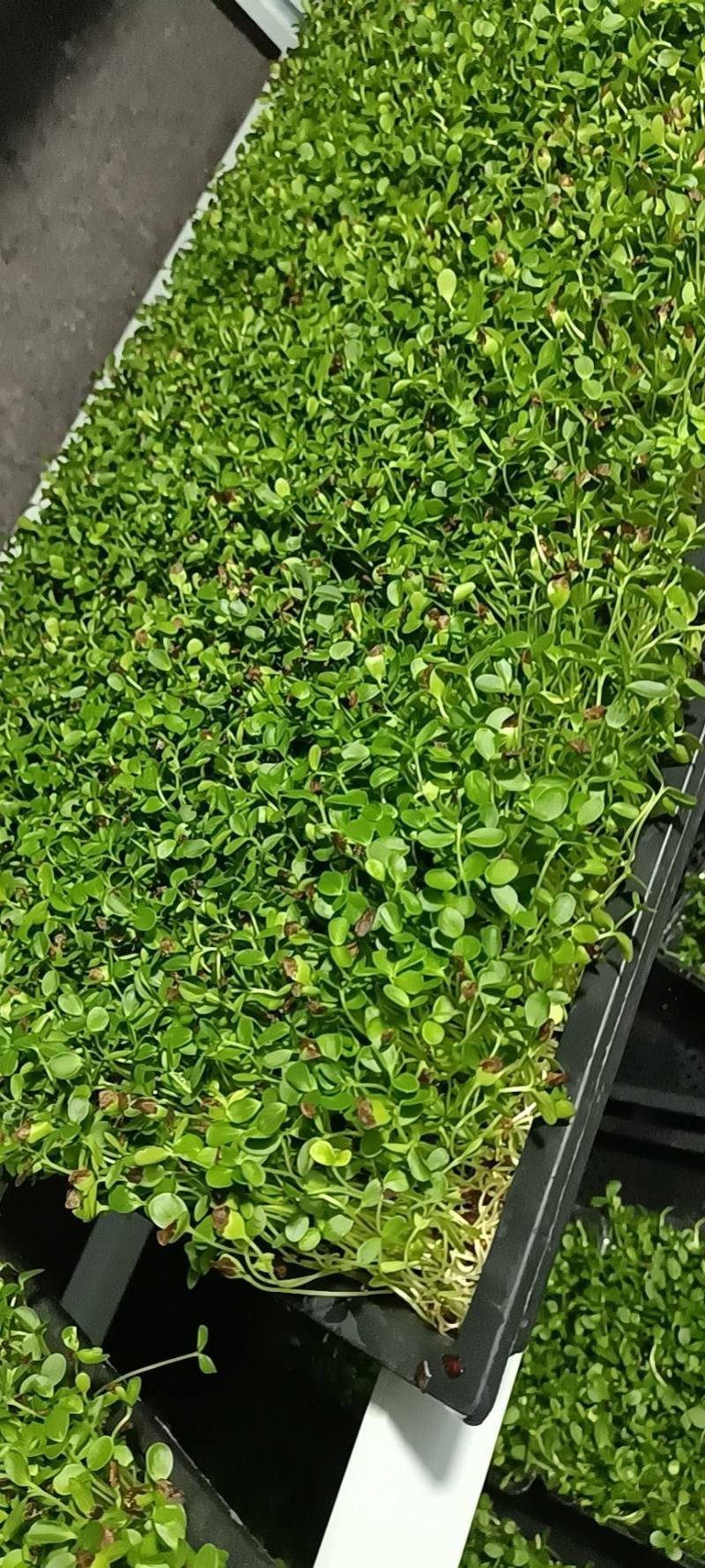 只喝水的活体蔬菜！！这个是香椿芽