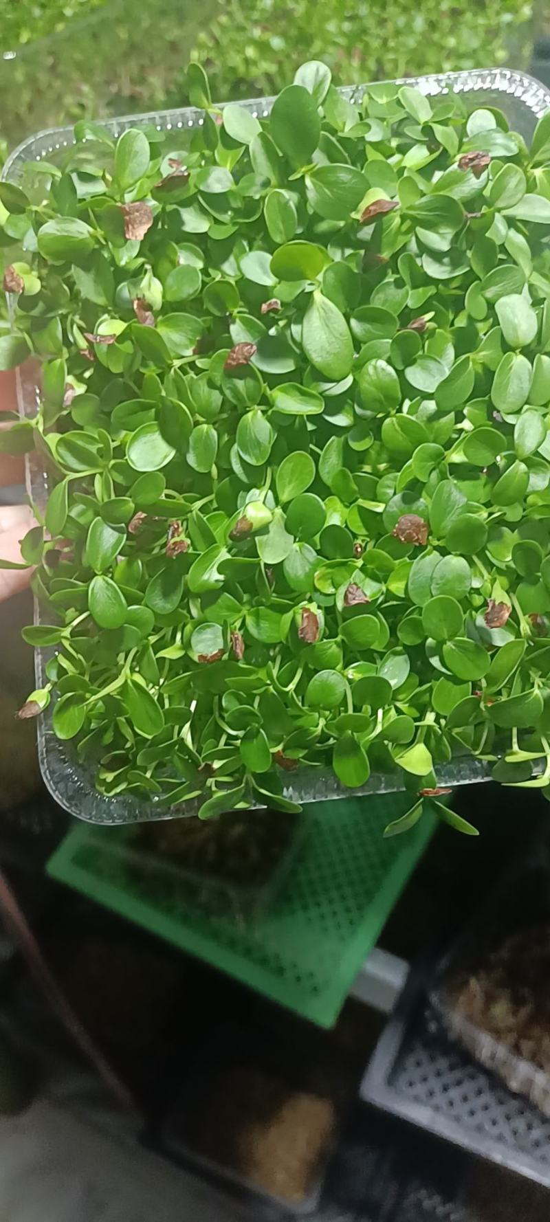 只喝水的活体蔬菜！！这个是香椿芽