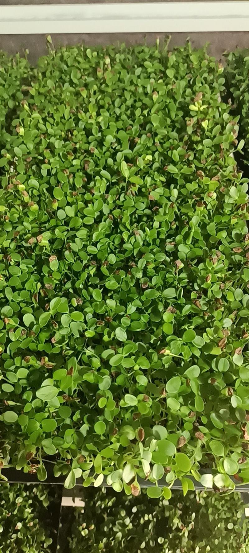 只喝水的活体蔬菜！！这个是香椿芽
