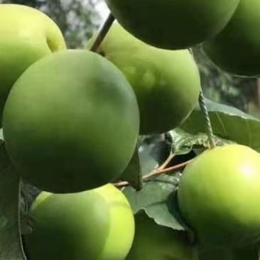 青枣