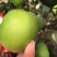 青枣