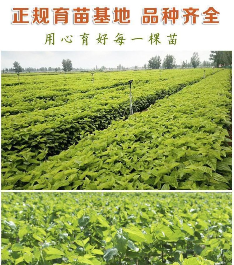 果桑苗韩国大白珍珠，现挖嫁接苗，包技术指导