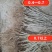 果桑苗韩国大白珍珠，现挖嫁接苗，包技术指导