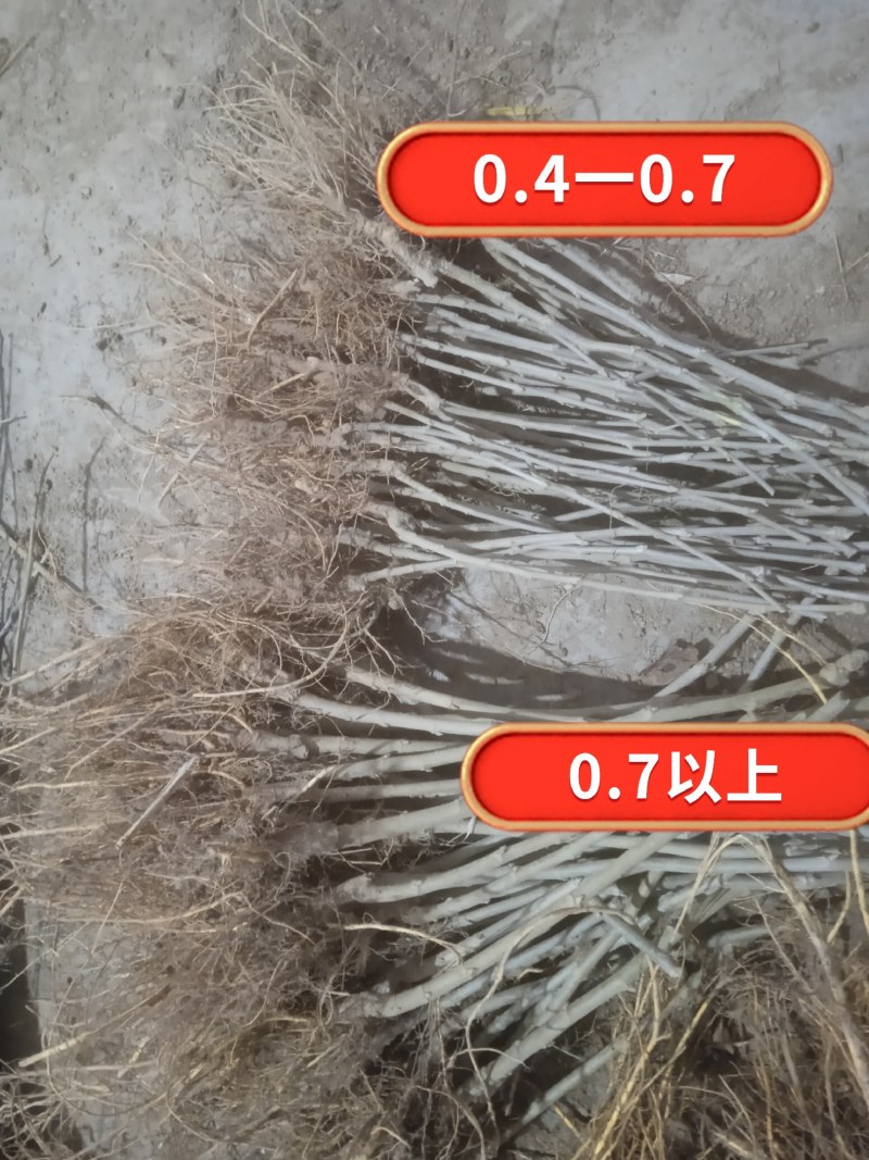果桑苗韩国大白珍珠，现挖嫁接苗，包技术指导