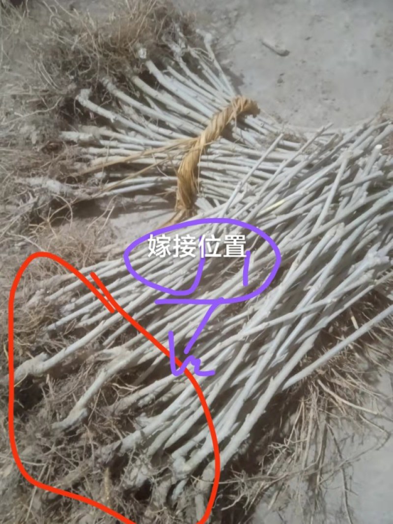 果桑苗韩国大白珍珠，现挖嫁接苗，包技术指导