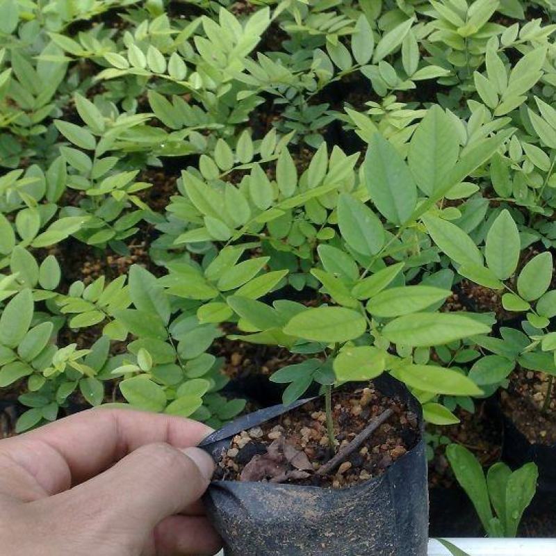 新采黄花梨种子正宗海南黄花梨种子降香黄檀种子花梨木树