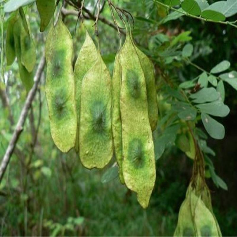 新采黄花梨种子正宗海南黄花梨种子降香黄檀种子花梨木树