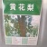 新采黄花梨种子正宗海南黄花梨种子降香黄檀种子花梨木树