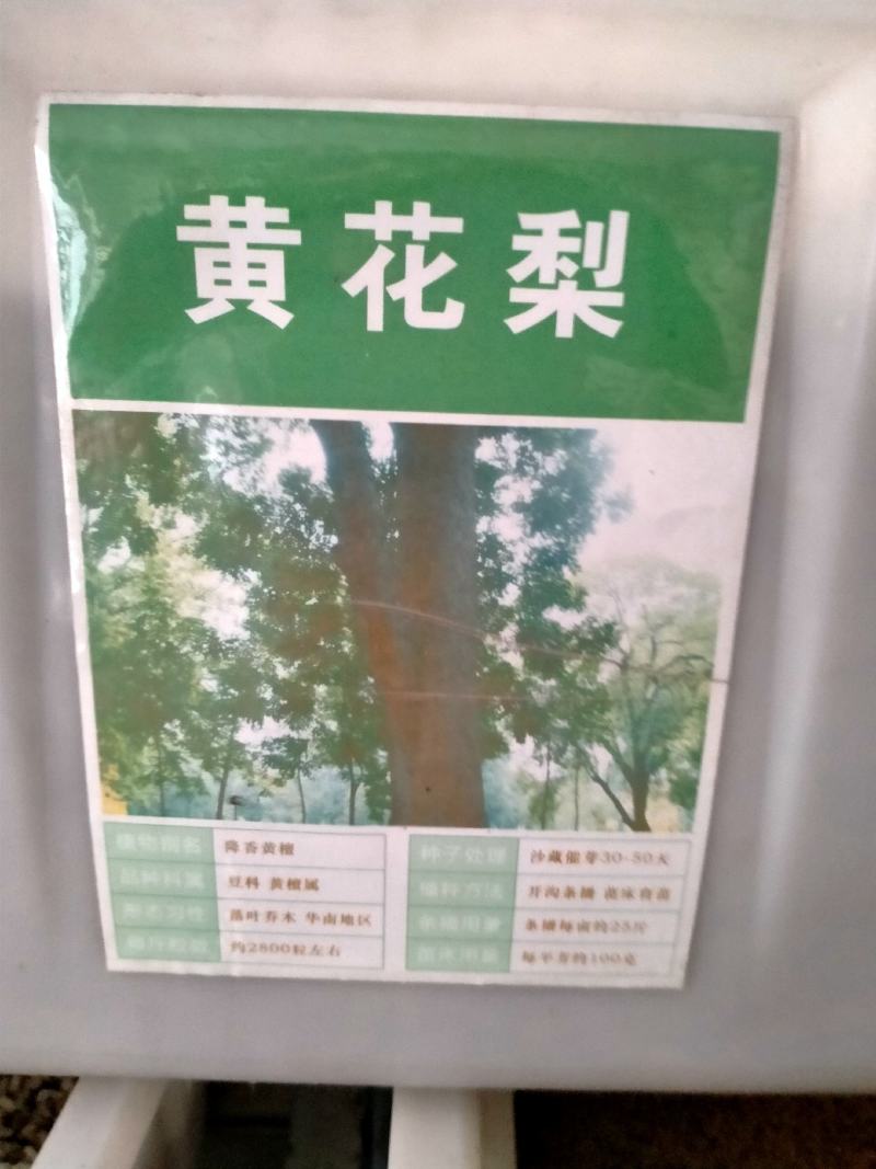 新采黄花梨种子正宗海南黄花梨种子降香黄檀种子花梨木树