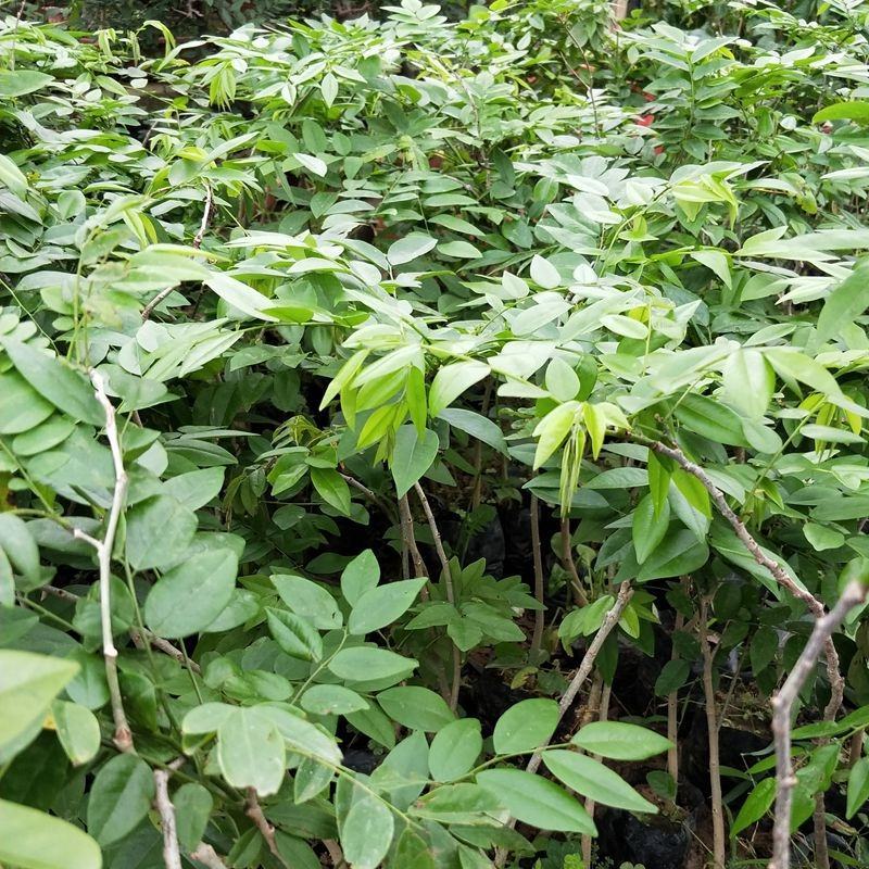 新采黄花梨种子正宗海南黄花梨种子降香黄檀种子花梨木树