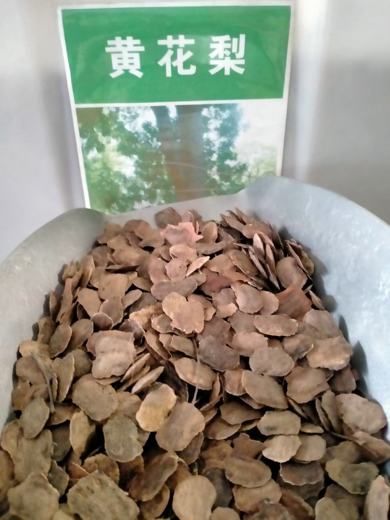 新采黄花梨种子正宗海南黄花梨种子降香黄檀种子花梨木树