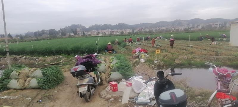 福建红根蒜苗，自己基地！