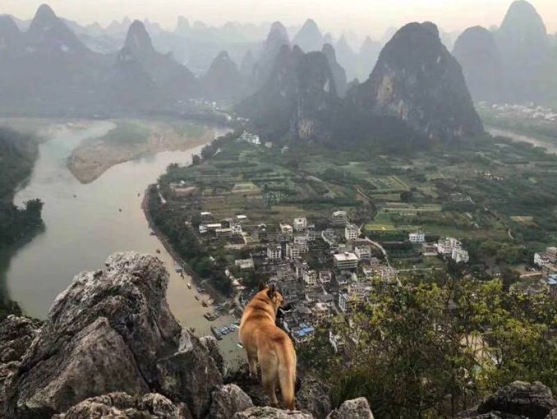 广西瑶山新鲜带壳野生小竹笋，脆甜爽嫩有清香味，当天采摘
