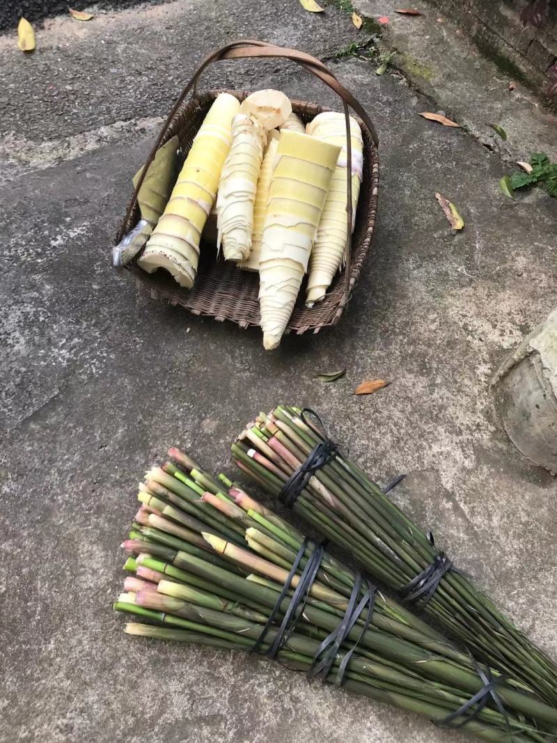 广西瑶山新鲜带壳野生小竹笋，脆甜爽嫩有清香味，当天采摘