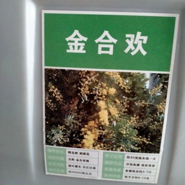 金合欢种子红花花种籽子银合欢籽路边护坡工程绿化山合欢树马