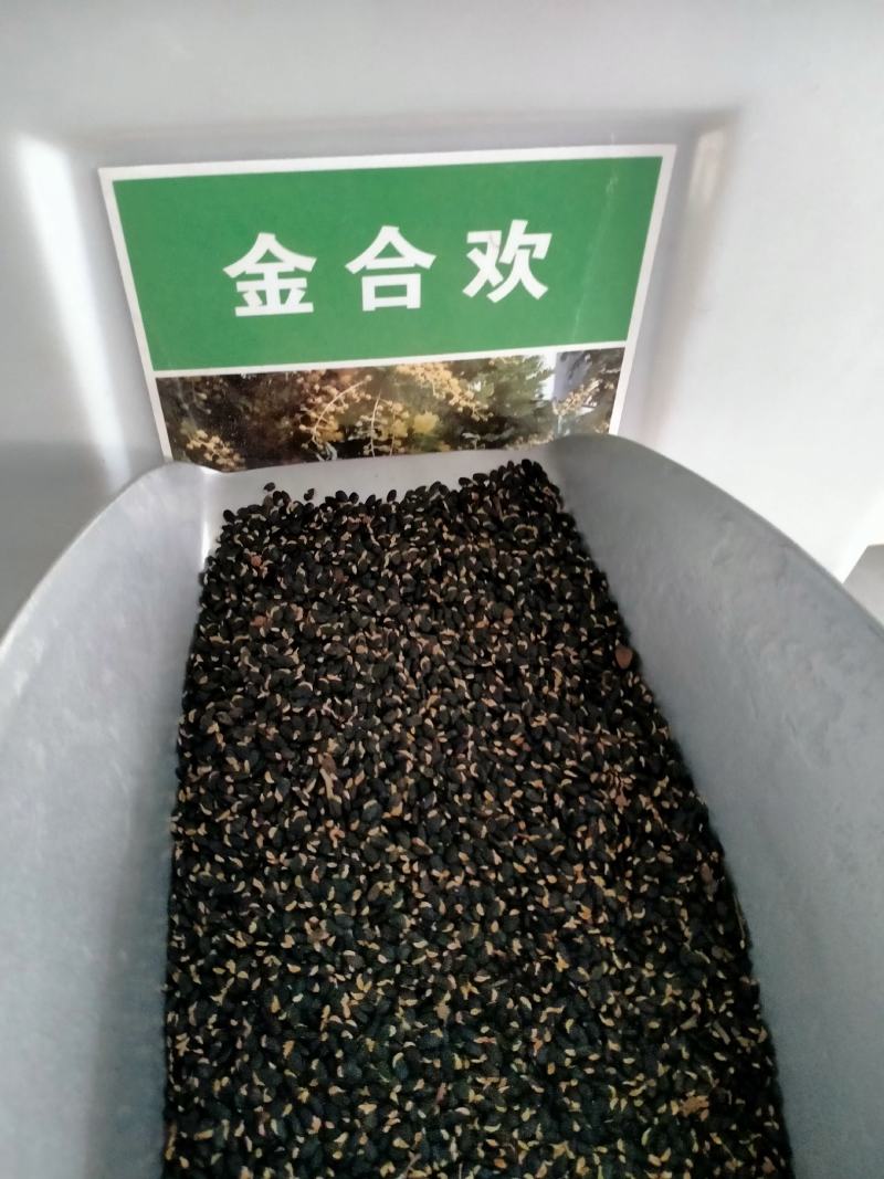 金合欢种子红花花种籽子银合欢籽路边护坡工程绿化山合欢树马