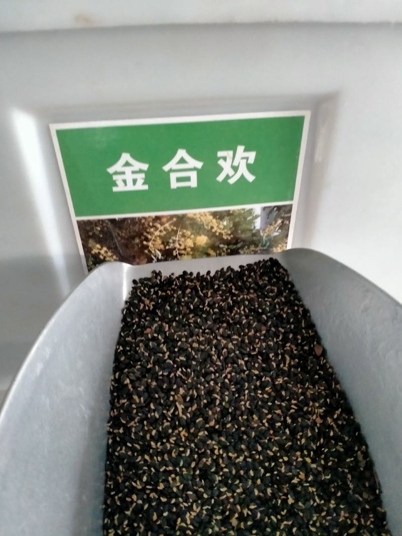 金合欢种子红花花种籽子银合欢籽路边护坡工程绿化山合欢树马