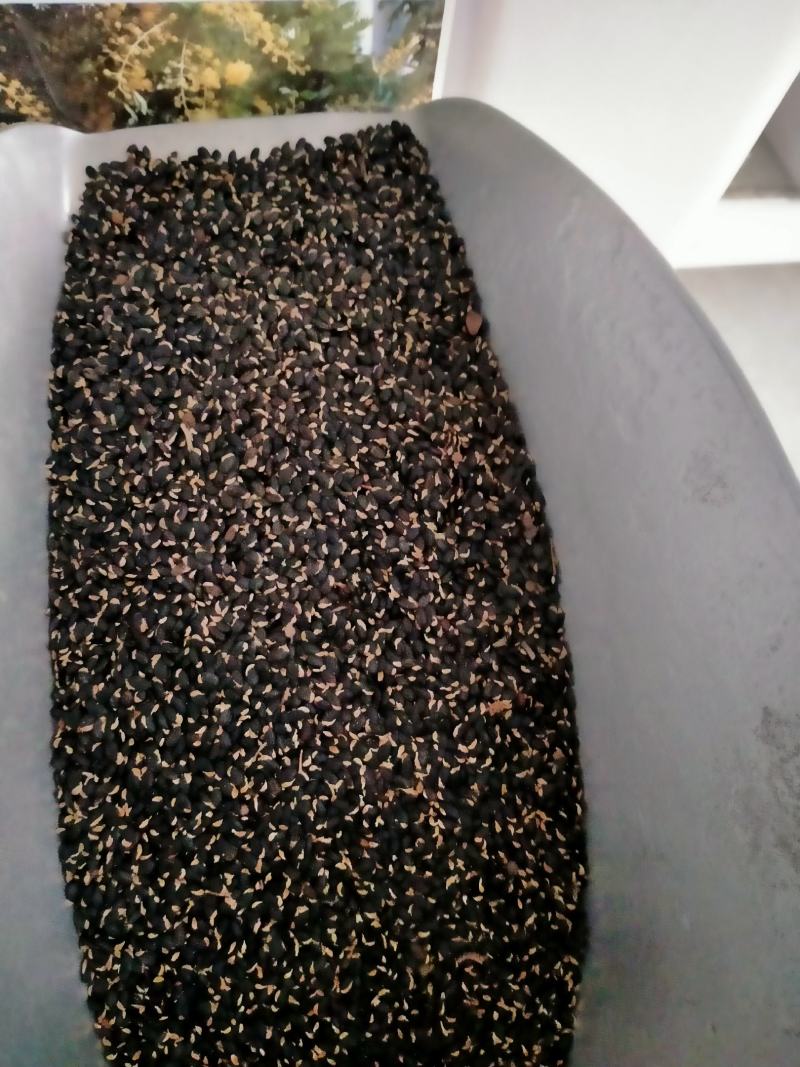 金合欢种子红花花种籽子银合欢籽路边护坡工程绿化山合欢树马