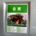 合欢树籽绒花树种子红花合欢树种子银合欢白花金