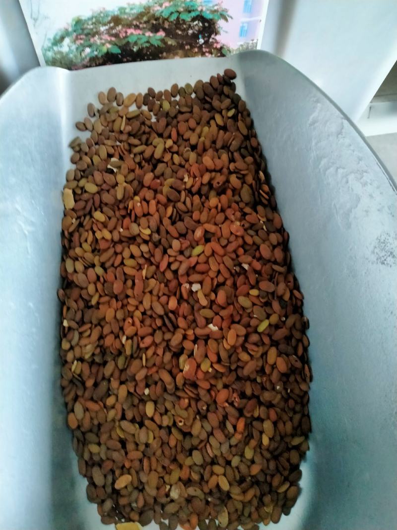 合欢树籽绒花树种子红花合欢树种子银合欢白花金
