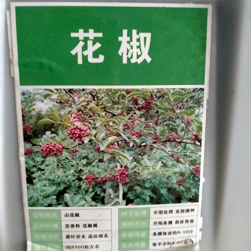 大红袍花椒种子育苗专用种子精选大红袍花椒种籽花椒目