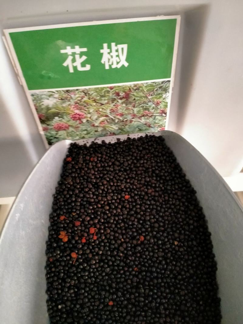 大红袍花椒种子育苗专用种子精选大红袍花椒种籽花椒目