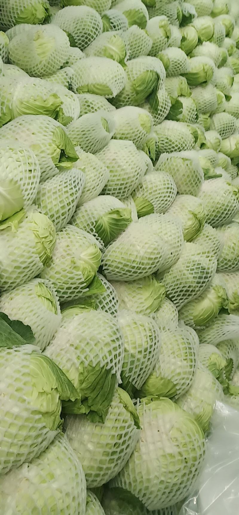 【热卖】云南优质京丰1号甘蓝，大量有货，一首货源价格实惠