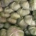 【热卖】云南优质京丰1号甘蓝，大量有货，一首货源价格实惠