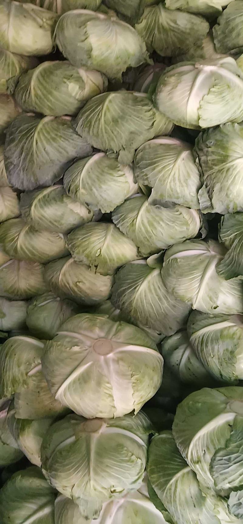 【热卖】云南优质京丰1号甘蓝，大量有货，一首货源价格实惠