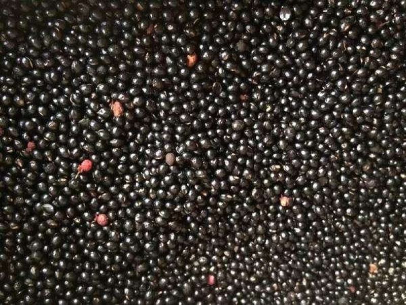 大红袍花椒种子育苗专用种子精选大红袍花椒种籽花椒目