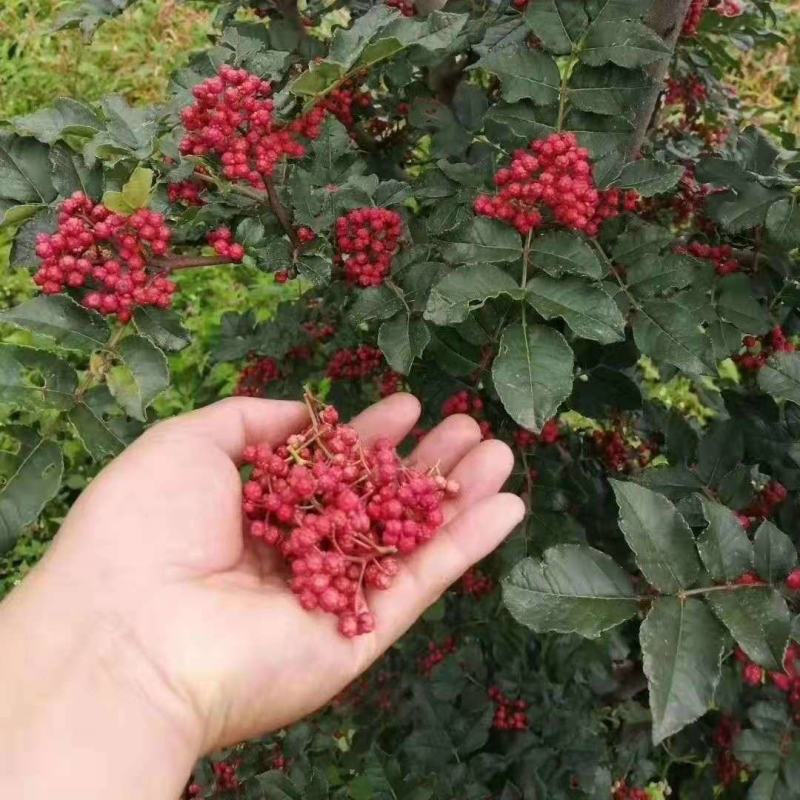 大红袍花椒种子育苗专用种子精选大红袍花椒种籽花椒目
