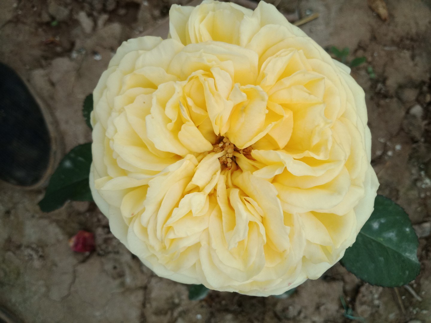 百合花
