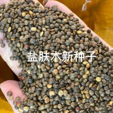 盐肤木种子蜜源树种子别名五倍子种子花木林木苗木种子
