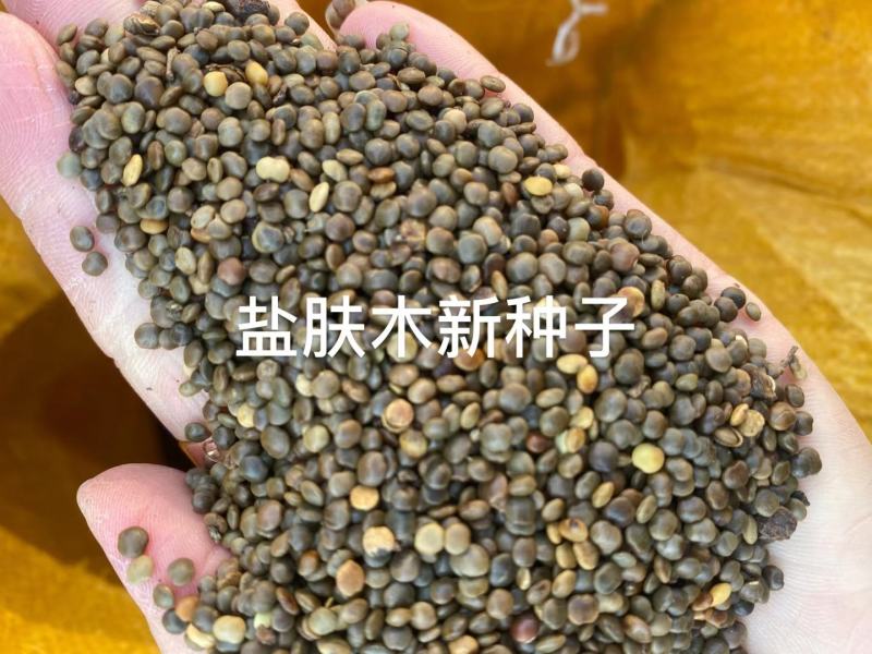 盐肤木种子蜜源树种子别名五倍子种子花木林木苗木种子