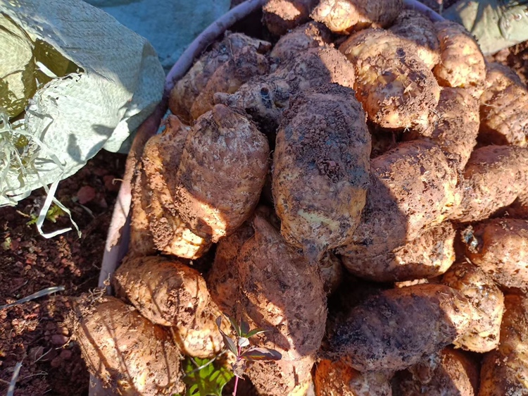 芝麻田间施药操作:农户正在使用喷雾器对芝麻进行药剂喷洒防治 芝麻田间施药操作