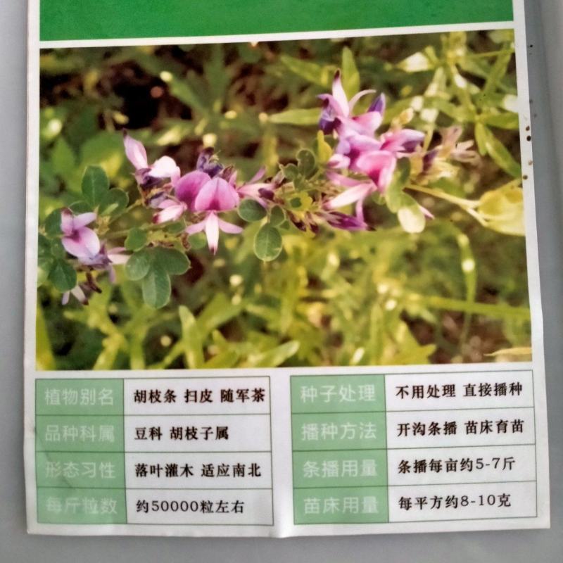胡枝子种子萩胡枝条扫皮随军茶水土保持固土护坡饲用牧草多年