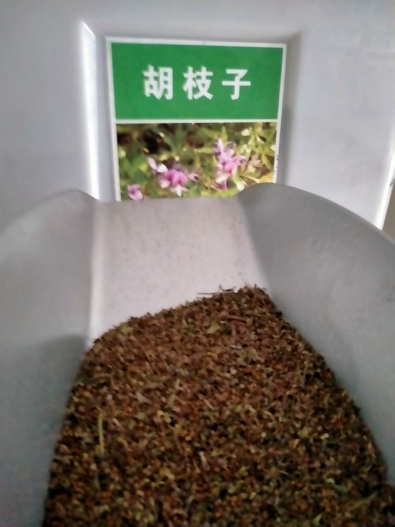 胡枝子种子萩胡枝条扫皮随军茶水土保持固土护坡饲用牧草多年
