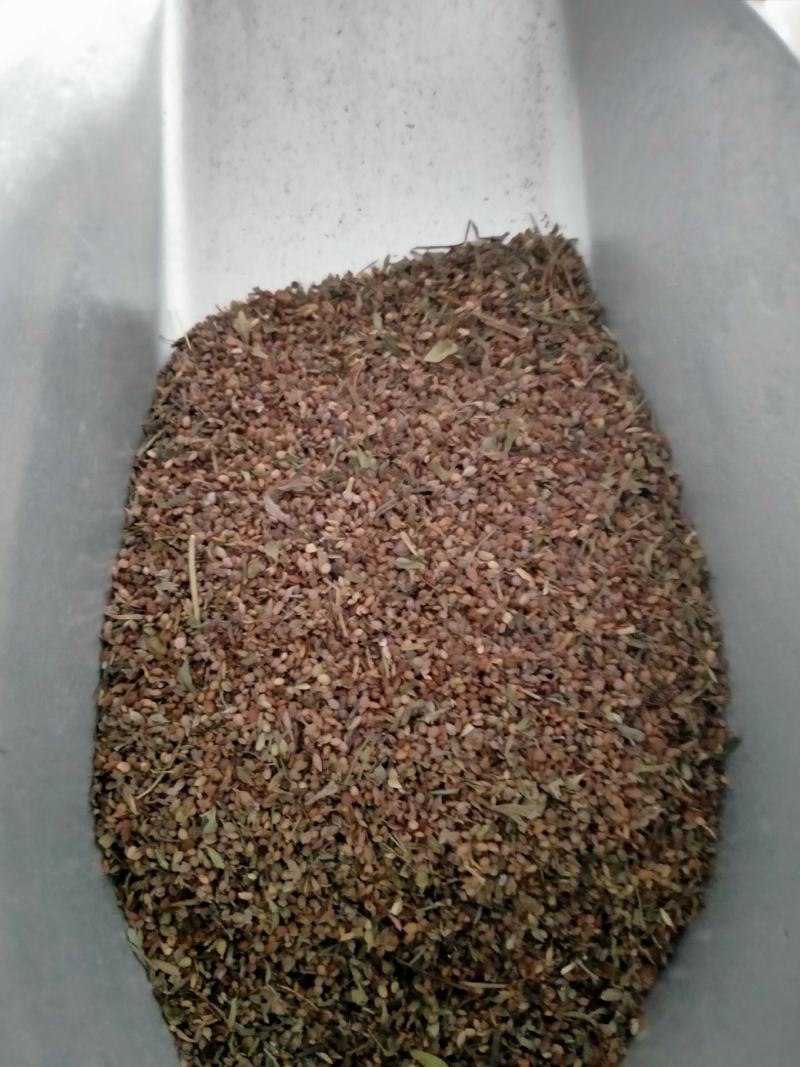胡枝子种子萩胡枝条扫皮随军茶水土保持固土护坡饲用牧草多年