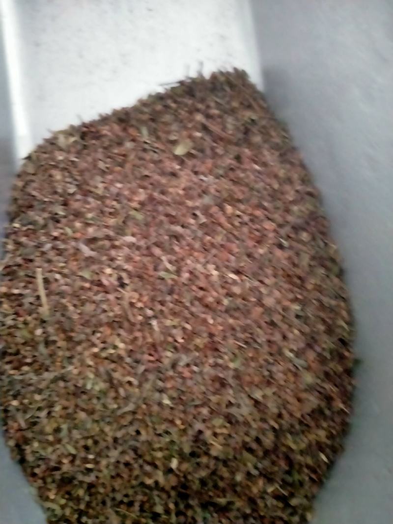 胡枝子种子萩胡枝条扫皮随军茶水土保持固土护坡饲用牧草多年