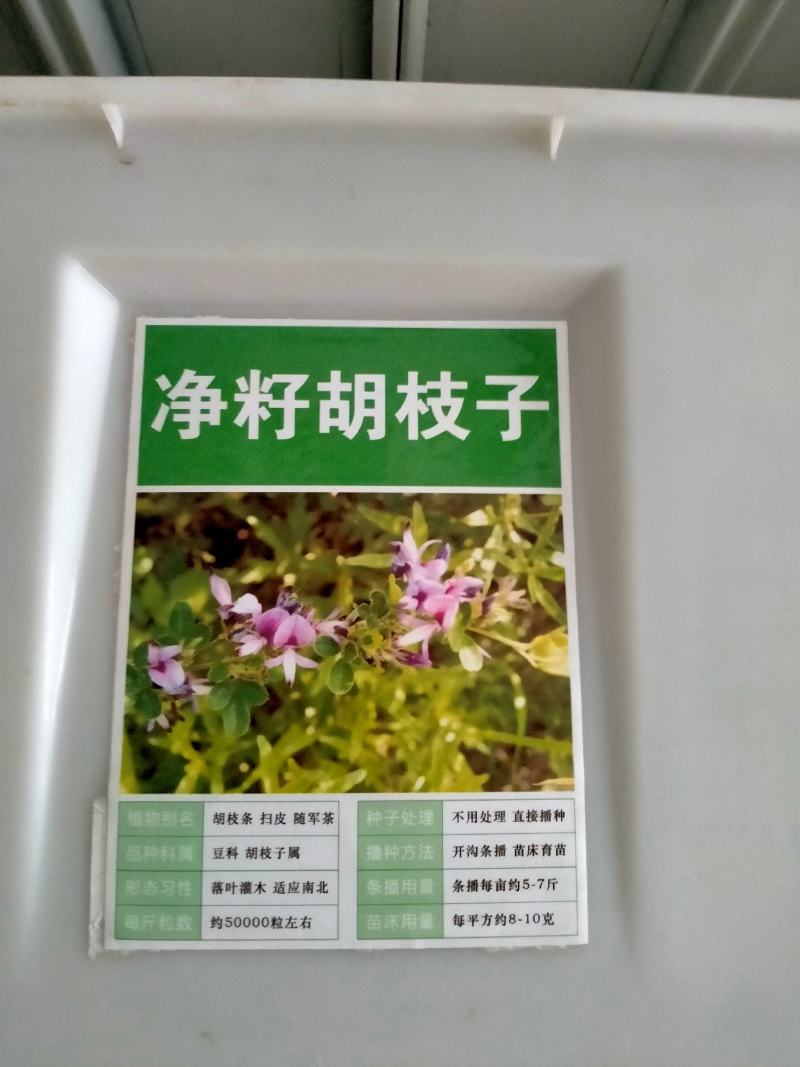 胡枝子种子萩胡枝条扫皮随军茶水土保持固土护坡饲用牧草多年