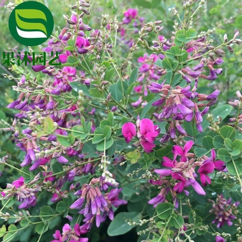 胡枝子种子萩胡枝条扫皮随军茶水土保持固土护坡饲用牧草多年