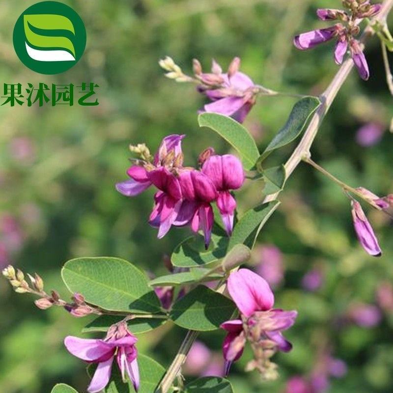 胡枝子种子萩胡枝条扫皮随军茶水土保持固土护坡饲用牧草多年